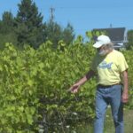pei.-winemakers-say-dry-weather-leads-to-great-grapes-but-they-could-still-use-some-rain