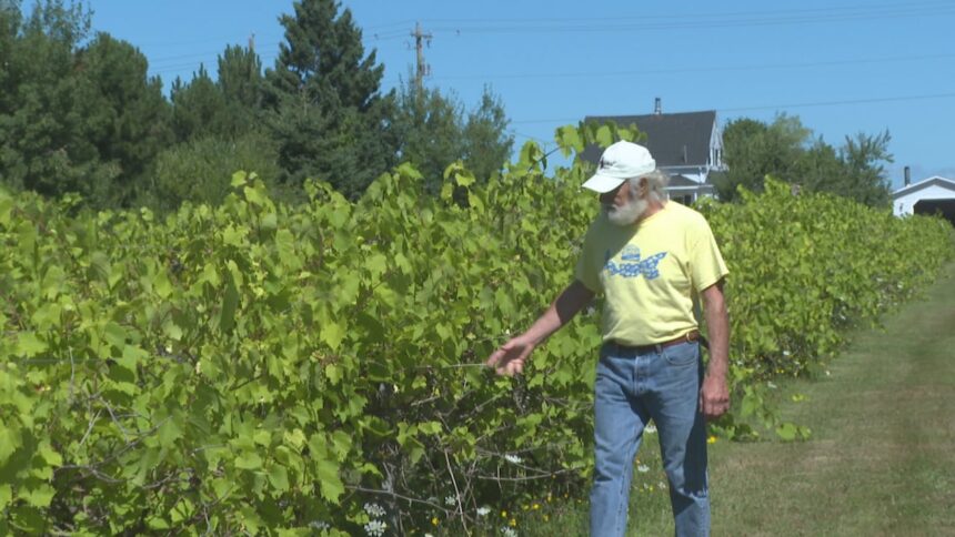 pei.-winemakers-say-dry-weather-leads-to-great-grapes-but-they-could-still-use-some-rain