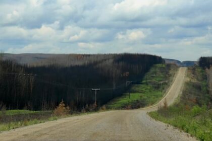 over-70,000-new-trees-have-been-planted-in-narrow-hills-provincial-park-since-fire-tore-through-area