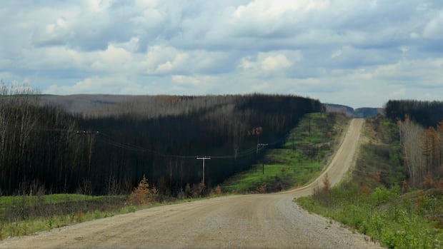 over-70,000-new-trees-have-been-planted-in-narrow-hills-provincial-park-since-fire-tore-through-area