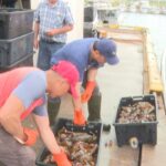 fall-lobster-season-in-full-swing-in-pei.-waters