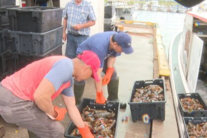 fall-lobster-season-in-full-swing-in-pei.-waters