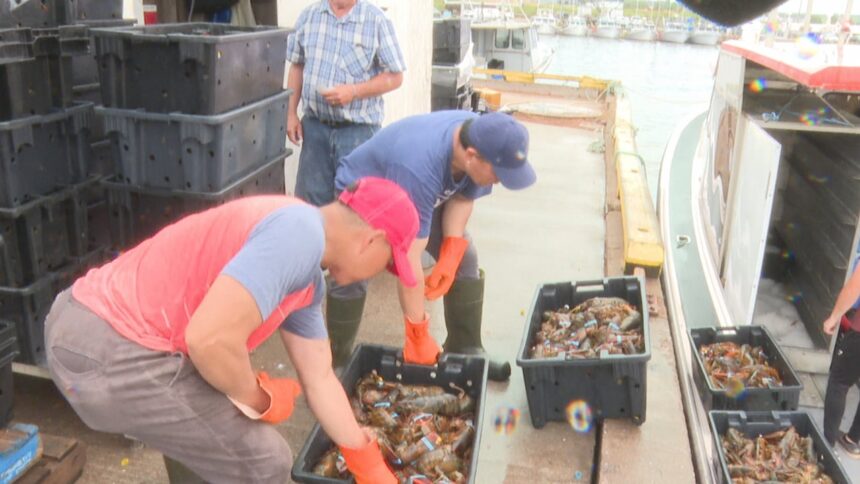 fall-lobster-season-in-full-swing-in-pei.-waters