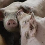 manitoba-eyes-plan-to-cull-hundreds-of-thousands-of-pigs-if-african-swine-fever-arrives