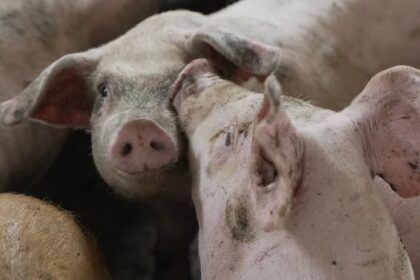 manitoba-eyes-plan-to-cull-hundreds-of-thousands-of-pigs-if-african-swine-fever-arrives