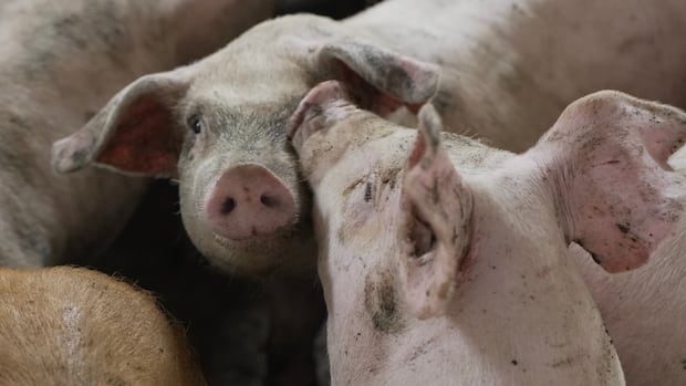 manitoba-eyes-plan-to-cull-hundreds-of-thousands-of-pigs-if-african-swine-fever-arrives