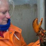 well-travelled-new-brunswick-lobster-caught-off-cape-cod,-mass.
