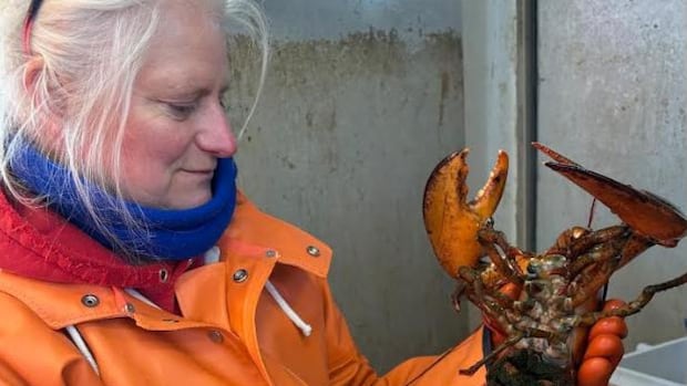 well-travelled-new-brunswick-lobster-caught-off-cape-cod,-mass.