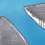 bruce-mackinnon:-survival-of-the-fittest-species?-sharks-can-bide-their-time