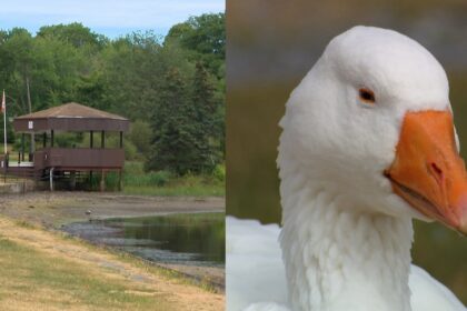 sullivan’s-pond-is-drying-out.-what-does-that-mean-for-dartmouth’s-beloved-geese?
