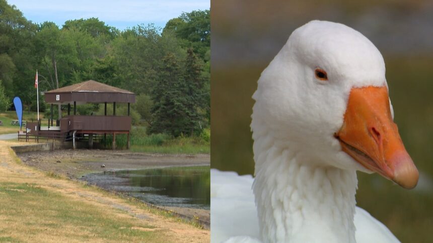sullivan’s-pond-is-drying-out.-what-does-that-mean-for-dartmouth’s-beloved-geese?