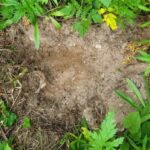 ktunaxa-nation-in-bc.-bans-unauthorized-harvesting-of-sacred-plant-in-its-territory