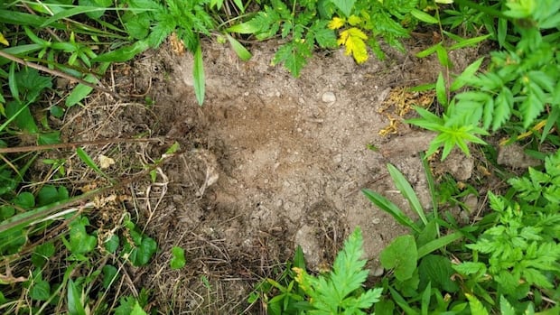 ktunaxa-nation-in-bc.-bans-unauthorized-harvesting-of-sacred-plant-in-its-territory