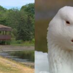 sullivans-pond-is-drying-out.-what-does-that-mean-for-dartmouth’s-beloved-geese?