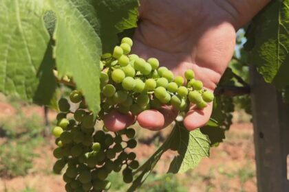 hot,-dry-summer-great-for-local-wine,-says-ns.-vineyard-owner