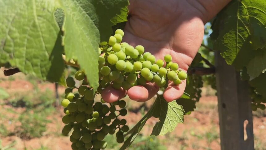 hot,-dry-summer-great-for-local-wine,-says-ns.-vineyard-owner
