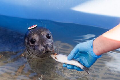breakfast-time-at-vancouver’s-baby-seal-nursery