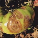 home-gardeners-on-the-island-urged-to-stay-vigilant-for-signs-of-late-blight
