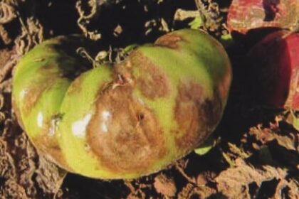 home-gardeners-on-the-island-urged-to-stay-vigilant-for-signs-of-late-blight