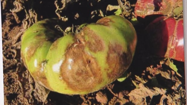 home-gardeners-on-the-island-urged-to-stay-vigilant-for-signs-of-late-blight