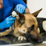 bc.-veterinarian-oversight-body-faces-possible-insolvency,-asks-vets-to-pay-more