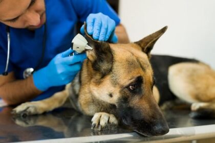 bc.-veterinarian-oversight-body-faces-possible-insolvency,-asks-vets-to-pay-more