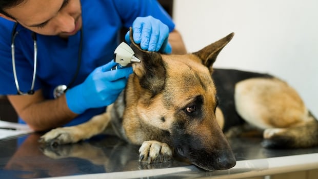 bc.-veterinarian-oversight-body-faces-possible-insolvency,-asks-vets-to-pay-more