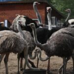 supporters-head-for-bc.-ostrich-farm-as-it-preps-application-to-supreme-court-to-stop-cull-order