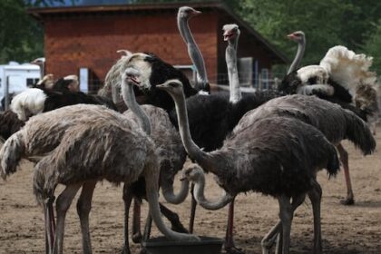 supporters-head-for-bc.-ostrich-farm-as-it-preps-application-to-supreme-court-to-stop-cull-order