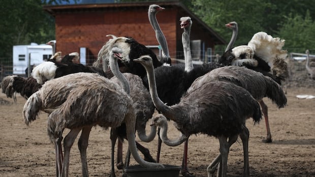 supporters-head-for-bc.-ostrich-farm-as-it-preps-application-to-supreme-court-to-stop-cull-order
