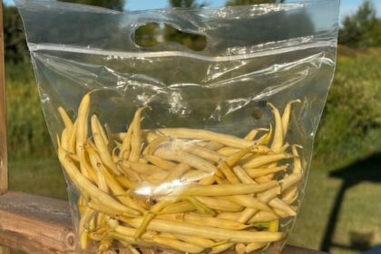 what-makes-yellow-beans-such-a-summertime-favourite-among-islanders?