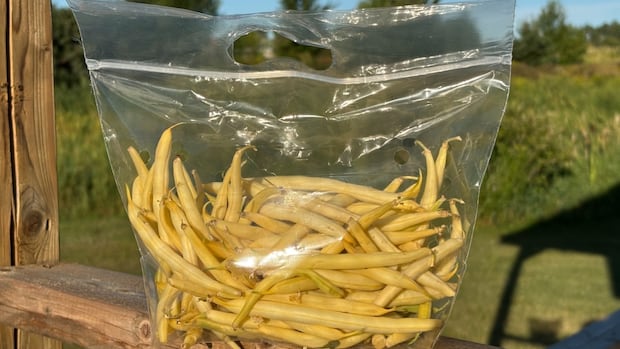 what-makes-yellow-beans-such-a-summertime-favourite-among-islanders?