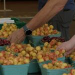 after-years-of-losses,-fruit-growers-in-the-okanagan-celebrate-bountiful-harvest