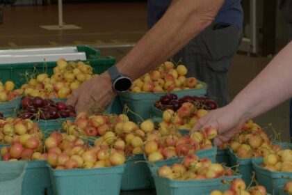 after-years-of-losses,-fruit-growers-in-the-okanagan-celebrate-bountiful-harvest