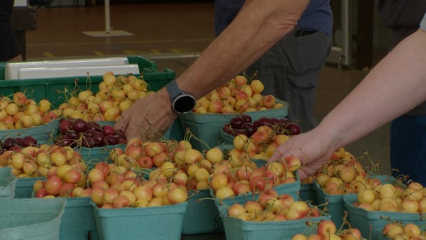 after-years-of-losses,-fruit-growers-in-the-okanagan-celebrate-bountiful-harvest