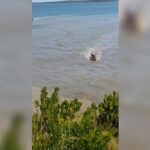 volunteer-firefighters-rescue-teenage-boy-clinging-to-driftwood-in-glace-bay