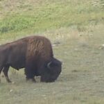 keeping-tabs-on-elusive-bison