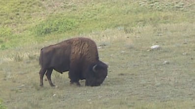 keeping-tabs-on-elusive-bison