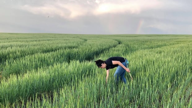 how-canadian-researchers-are-trying-to-win-the-battle-against-a-stubborn-wheat-disease