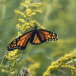 extreme-summer-weather-could-further-endanger-monarch-butterflies,-researchers-fear