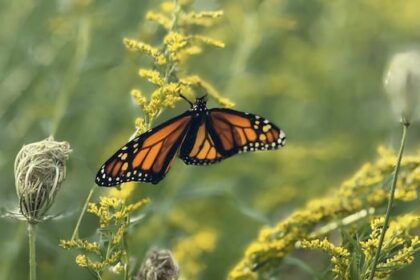 extreme-summer-weather-could-further-endanger-monarch-butterflies,-researchers-fear