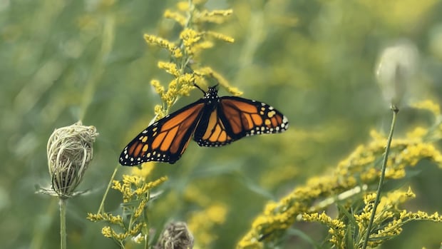 extreme-summer-weather-could-further-endanger-monarch-butterflies,-researchers-fear