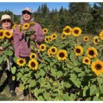 cape-breton-u-pick-raises-spirits-with-rows-and-rows-of-sunshine
