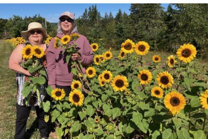 cape-breton-u-pick-raises-spirits-with-rows-and-rows-of-sunshine