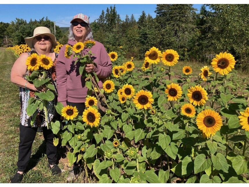 cape-breton-u-pick-raises-spirits-with-rows-and-rows-of-sunshine