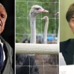 dr-oz-wants-to-take-bc.-ostriches-facing-cull-order-but-scientists-question-his-claims