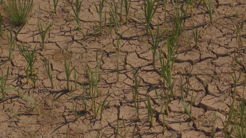 how-much-rain-does-it-take-to-end-a-drought?