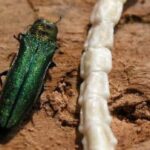 city-of-vancouver-injecting-ash-trees-with-pesticide-to-deal-with-invasive-beetle