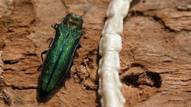 city-of-vancouver-injecting-ash-trees-with-pesticide-to-deal-with-invasive-beetle