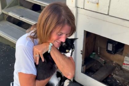 #themoment-a-dog-helped-find-a-cat-missing-at-bc.-ferry-terminal